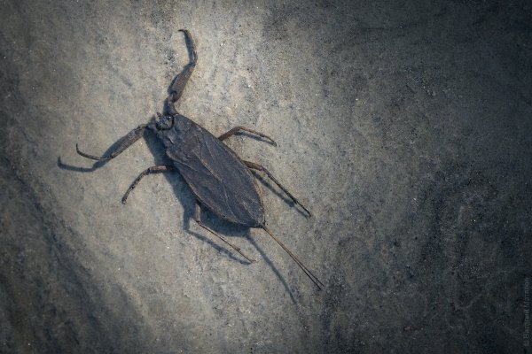 Nepa