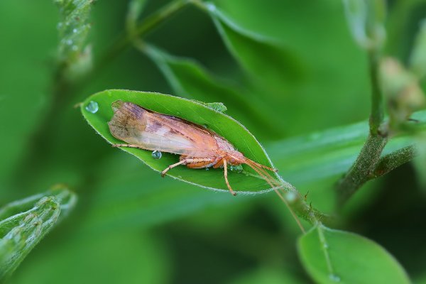 IMG_0060-1  Ручейник желтоусый, limnephilus flavicornis