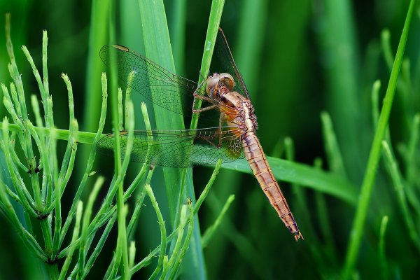 IMG_0310-1  Стрекоза Crocothemis servilia