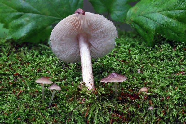 IMG_0440-1   Плютей олений pluteus cervinus и Энтолома щитоносная (Entoloma cetratum)