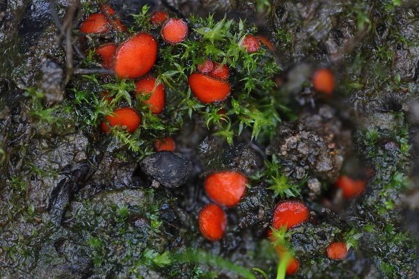 IMG_0585-1 Теллиния аскомицет scutellinia trechispora
