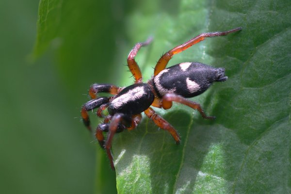 IMG_0909-2-1   Амауробиус Эрбера  Amaurobius erberi (Keyserling, 1863)