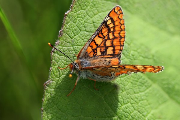 IMG_1575-1  шашечница авриния euphydryas aurinia
