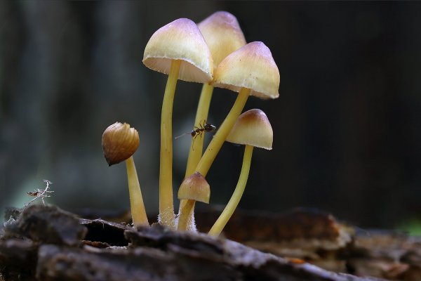 IMG_1851-1 Мицена Mycena epipterygia