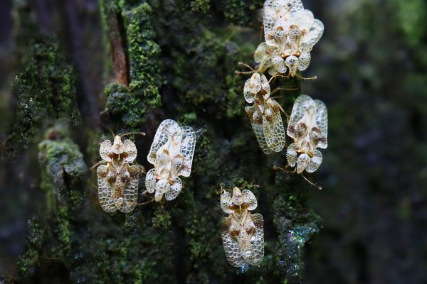 IMG_1991-1   клоп дубовая кружевница corythucha arcuata