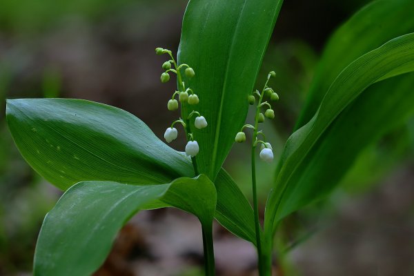 IMG_2040-1  Ландыш майский convallaria majalis