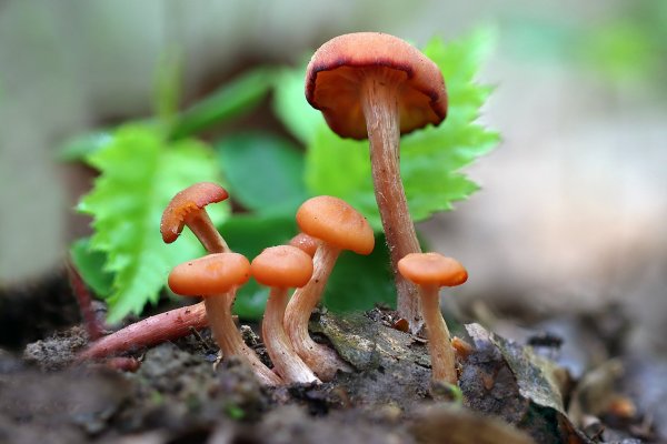 IMG_2424-1  Лаковица розовая laccaria laccata