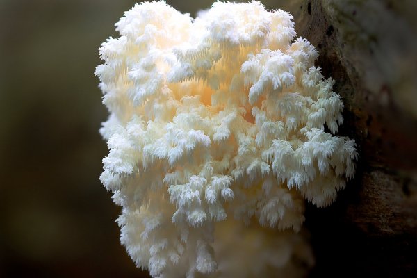 IMG_3050-1 Ежовик коралловидный hericium coralloides