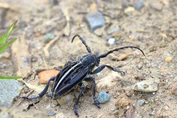 IMG_3432-1   Жук корнеед шелковистый dorcadion elegans