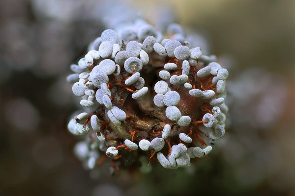 IMG_3878-1  Вот такие бублики на ножках
