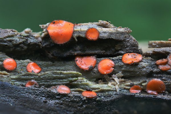 IMG_4242-1  Scutellinia scutellata скутеллиния щитовидная