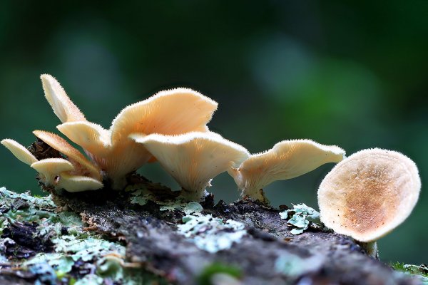 IMG_4393-1  Панус грубый (Panus rudis)