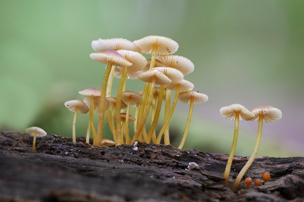 IMG_4608-1  Мицена колпаковидная mycena galericulata
