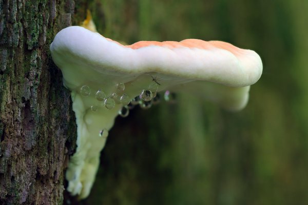 IMG_5000-1 Ссерно желтый трутовик laetiporus sulphureus