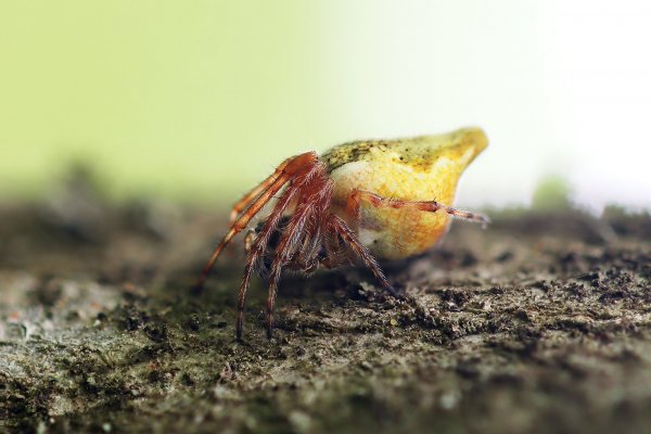 IMG_5115-1  Сплошная круговая (восьмилаповая) оборона