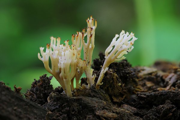 IMG_5414-1  Клавикорона крыночковидная artomyces