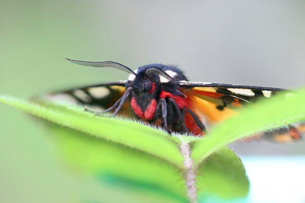IMG_5757-1  Ночная бабочка - днем мирно спит и дает себя  фотографировать