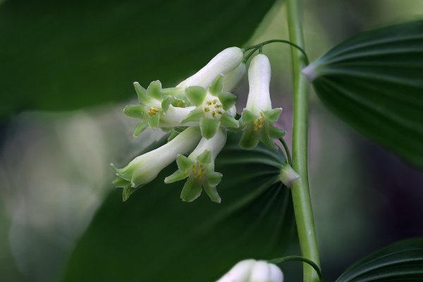 IMG_5757-1  Купена многоцветковая polygonatum multiflorum