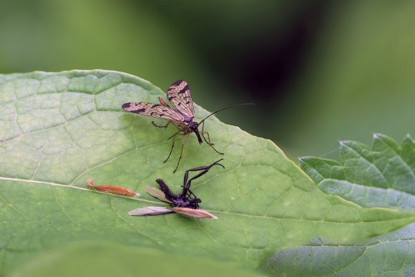 IMG_6116-1  Скорпионница panorpa communis и чёрная муха толстоножка