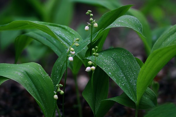 IMG_6181-1  Ландыш майский convallaria majalis