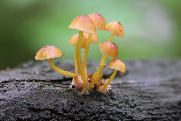 +IMG_6212-1    Мицена Рене, Mycena renati