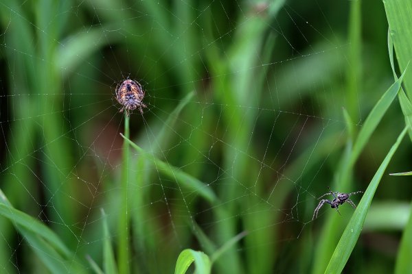 IMG_6303-1  Крестовики обыкновенные araneus diadematus