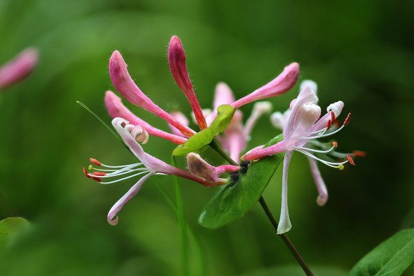 IMG_6424-1  Жимолость каприфоль lonicera caprifolium