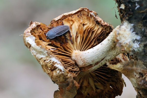 IMG_6808-1 Мертвоед темный на чешуйчатке тополёвой hemipholiota populnea.