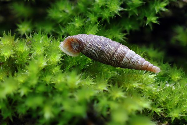 +IMG_6868-1  Улитка (Macrogastra plicatula)