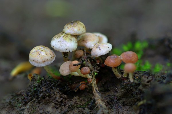 +IMG_7007-1  Маразмиеллус веточный (Marasmiellus ramealis)