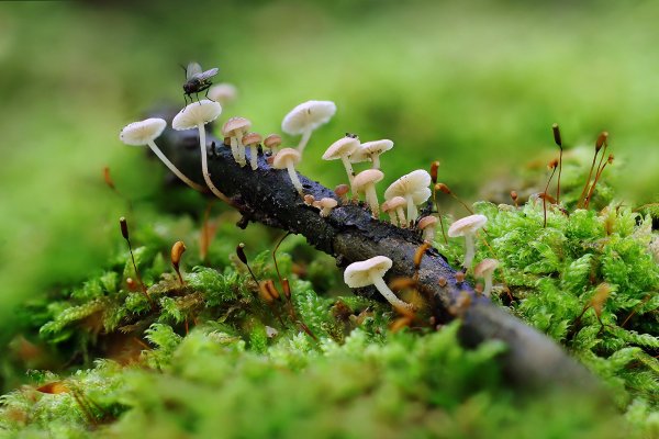 IMG_7227-1   Маразмиеллус веточный (Marasmiellus ramealis)