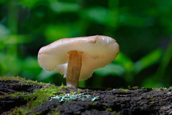 IMG_7337-1    Плютей олений Plúteus cervínus