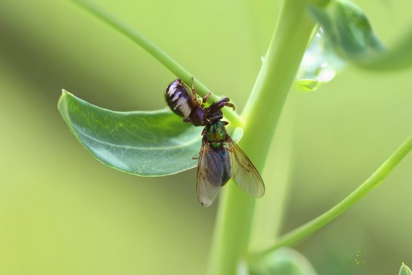 IMG_7777-1   Паук-скакун и зеленая падальная муха, Lucilia sericata
