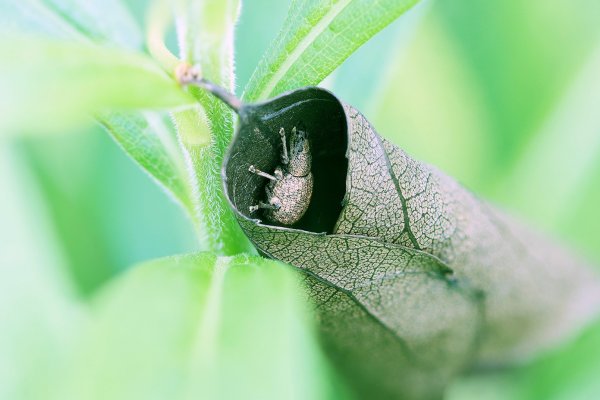 +IMG_8040-1  Слоник люцерновый (скосарь люцерновый)