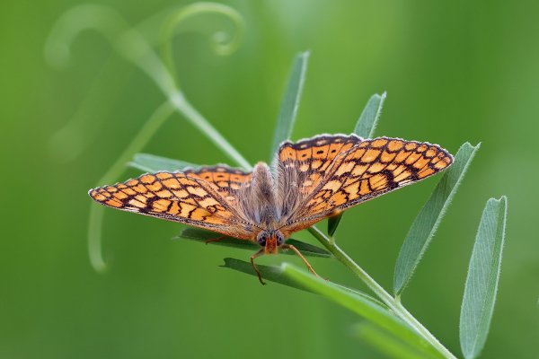 IMG_8252-1 Шашечница авриния euphydryas aurinia