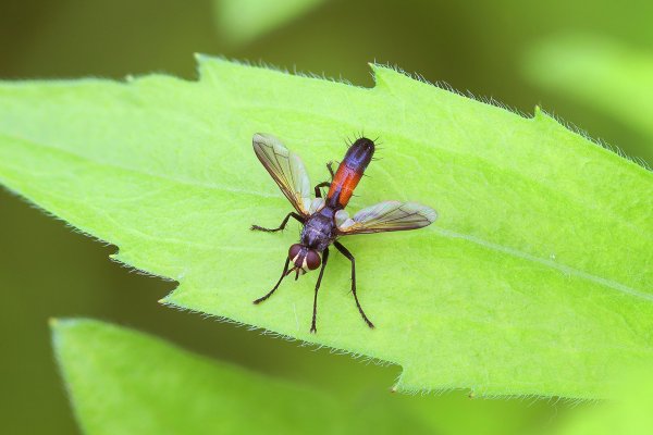 IMG_9292-1  Ежемуха cylindromyia brassicaria