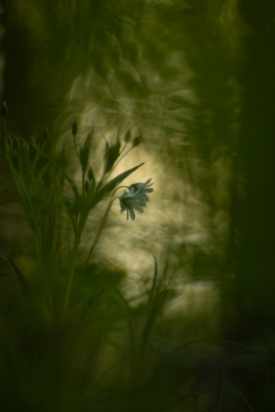 Plants and mushrooms