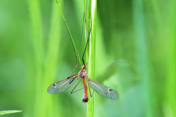 IMG_9848-1  Комар долгоножка самец