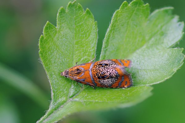 IMG_9933-1  Листовертка полосатая olethreutes arcuella