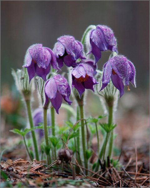 Plants and mushrooms