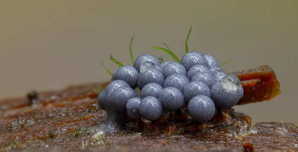 Plants and mushrooms