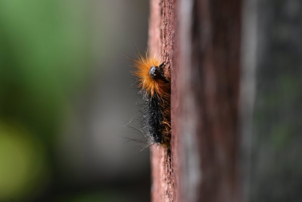 Animal