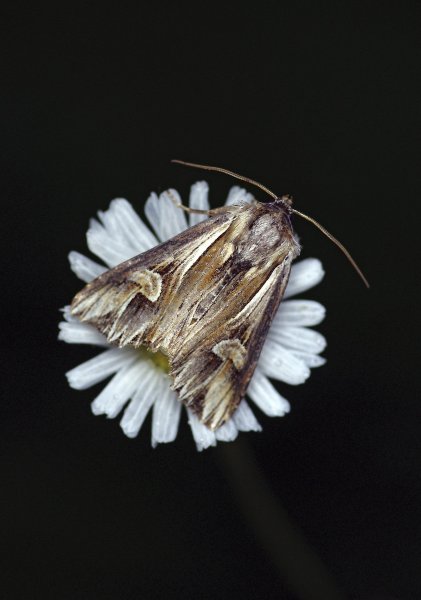 Actinotia polyodon - Совка бурая зверобойная