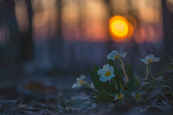 Примулы на закате
