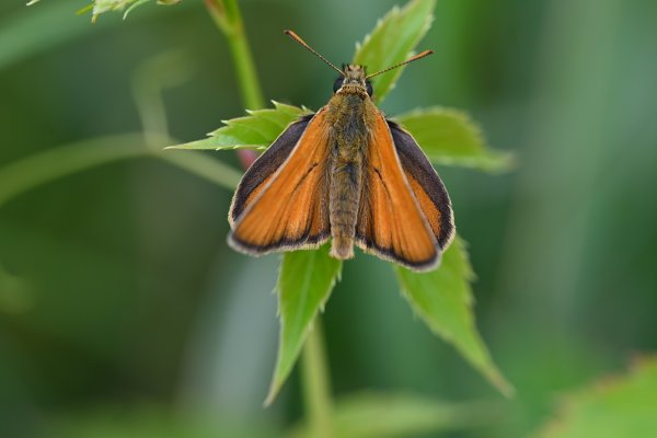 Толстоголовка сельская (Thymelicus sylvestris)