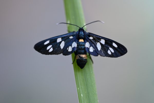 Лжепестрянка обыкновенная (Amata phegea).
