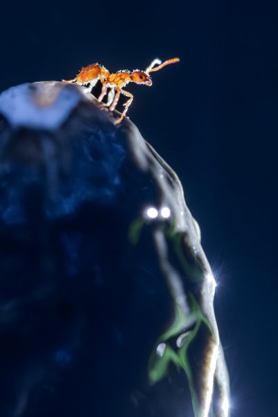 Animal