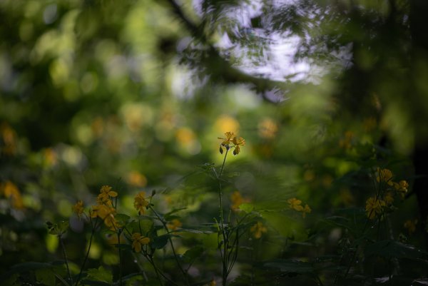 Plants and mushrooms