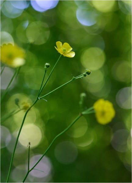 Plants and mushrooms