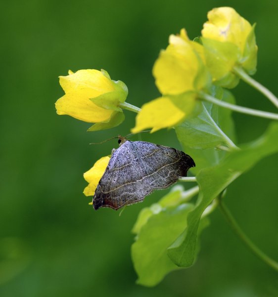 . Laspeyria flexula (Denis & Schiffermuller, 1775)